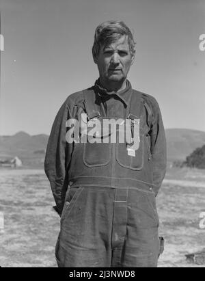 Un ancien agriculteur locataire du Texas travaille maintenant en Californie comme préparateur de pois. Nipomo, Californie. Banque D'Images