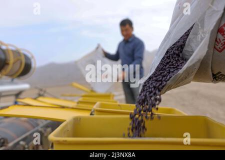 (220409) -- URUMQI, 9 avril 2022 (Xinhua) -- les agriculteurs versent des semences de coton dans une machine d'ensemencement du comté de Bohu, dans la région autonome de Xinjiang, dans le nord-ouest de la Chine, le 8 avril 2022. L'élevage printanier de coton a commencé au Xinjiang. (Photo par Nian Lei/Xinhua) Banque D'Images