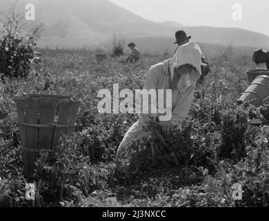 Travailleurs migrants récoltant des pois près de Nipomo, en Californie. Banque D'Images