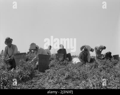 La récolte des pois nécessite de grandes équipes de main-d'œuvre migratrice. Nipomo, Californie. Banque D'Images