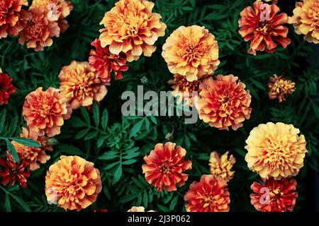 Fond floral d'automne ou d'été, marigolds orange fleuris sur des feuilles sombres Banque D'Images