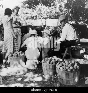 La famille de ferme de l'Utah dans le verger à la pêche. Près de Springdale, Utah. Banque D'Images