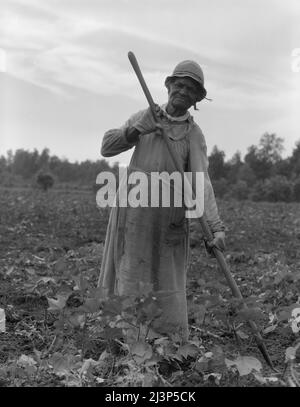 Mississippi Negress hoing cotton. Elle est née un esclave "deux ans avant la reddition". [Le général Robert E. Lee a remis ses troupes confédérées à Ulysses S. Grant, chef de l'Armée de l'Union, au palais de justice d'Appomattox, en Virginie, le 9 avril 1865, marquant le début de la fin de la guerre civile américaine. Le treizième amendement, qui abolit l'esclavage sauf en tant que peine pour crime, a été adopté par le Sénat en avril 1864, et par la Chambre des représentants en janvier 1865]. Banque D'Images