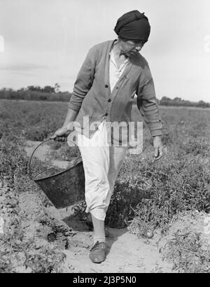 Grand-mère mexicaine qui migre avec une grande famille chaque année de Glendale, Arizona, après les récoltes à travers la Californie et de retour. Ici, on a montré la récolte de tomates, dans la vallée de Santa Clara, en Californie. Banque D'Images