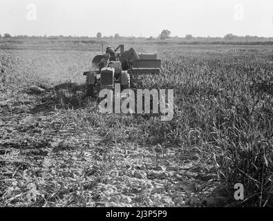 Vingt-quatre clients de la Farm Security Administration (FSA) dans le cadre du programme de réhabilitation rurale, ont conjointement acheté et exploité une moissonneuse-batteuse toutes cultures. La machine a été mise en service le 7 juin 1938. A ce jour (nov 3, 1938) ont servi soixante emplois de récolte dans le blé, l'orge, les graines de soja et le maïs milo. Tulare County, Californie. Banque D'Images