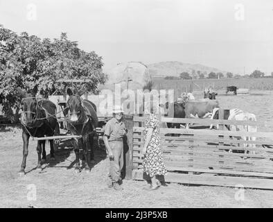 Réhabilitation rurale, comté de Tulare, Californie. Ce couple agricole a été aidé à l'indépendance. En février 1936, ils louaient une ferme négligée de quarante acres plantée en raisins. Ils n'avaient pas d'équipement, pas de stock, pas de semences, pas d'argent. La Farm Security Administration (FSA) a accordé un prêt de mille deux cent soixante et un dollars pour couvrir ces articles, et quatre mois de subsistance pour la famille. Aujourd'hui, le 1938 novembre, ils sont réimplantés dans une ferme diversifiée prospère, avec une récolte en espèces fournie par les vignobles, les vaches, les porcs et les porcs. Banque D'Images