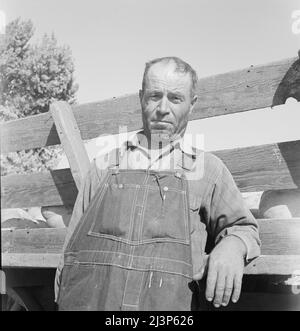 Près de Manteca, Californie. Novembre 1938. La Farm Security Administration (FSA) achète des clients locataires, Grecs, de l'île de Crète, anciennement clients de réhabilitation. Prise de fossé-banc. Avait quinze vaches, ont maintenant cinquante-cinq. Banque D'Images