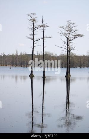 Cyprès chauve avec des réflexions poussant dans un lac de parc d'état en GA Banque D'Images