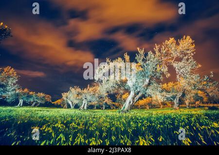 Vue fantastique sur le jardin sous la lune. Climat méditerranéen. Dramatique et pittoresque. Emplacement : L'île de Sicile, cap Milazzo, Italie Banque D'Images