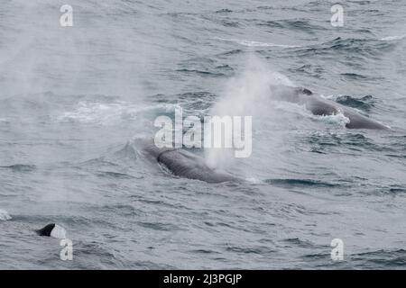 Antarctique, Océan Austral. Rorquals communs (Balaenoptera physalus) Banque D'Images