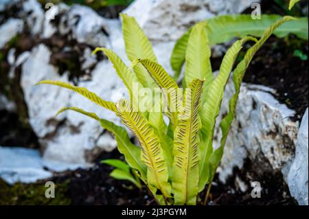 Sporanges sur fougères. Groupes de sporanges sur les feuilles de fougères. Reproduction de polypodiopsida ou Polypodiophyta. La beauté dans la nature. Banque D'Images