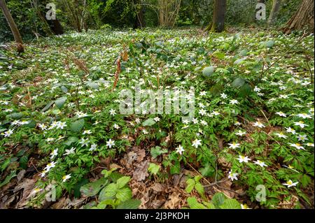 Dulwich, Londres, Royaume-Uni : Anemone (Anemone nemorosa) dans le bois de Sydenham Hill. C'est l'une des dernières parties restantes de l'ancienne forêt de Londres. Banque D'Images