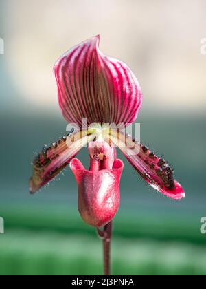 Gros plan avec la fleur Paphiopedilum acmodontum , souvent appelée le slipper de Vénus Banque D'Images