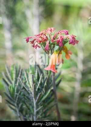 Kalanchoe delagoensis, anciennement connu sous le nom de Bryophyllum delagoense et communément appelé mère de millions ou plante lustre. Gros plan avec une fleur rouge Banque D'Images