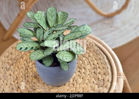 Plante-maison tropicale 'Ctenanthe Burle Marxii Agraris' avec motif à rayures vert foncé dans un pot de fleurs sur la table Banque D'Images