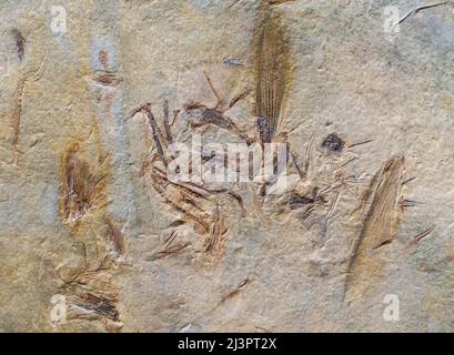 L'insecte fossilisé reste dans la roche Banque D'Images
