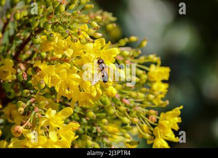 Survoler ou survoler 'Syrphid' sur les fleurs jaunes de la fleur d'arbustes de Mahonia au printemps. Dublin, Irlande Banque D'Images
