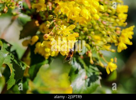 Survoler ou survoler 'Syrphid' sur les fleurs jaunes de la fleur d'arbustes de Mahonia au printemps. Dublin, Irlande Banque D'Images