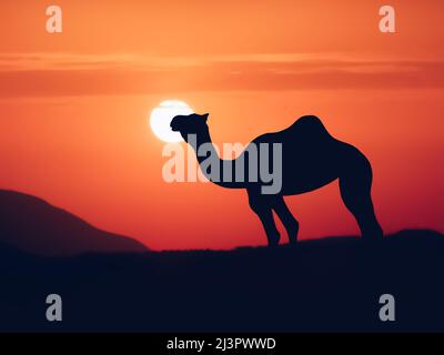 Silhouette de chameau sauvage dans le désert du Sahara au coucher du soleil Banque D'Images