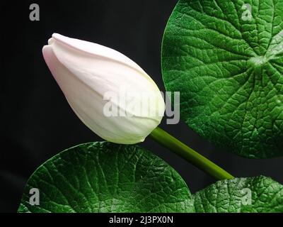 fleur de lotus sans fleur parmi deux feuilles vertes Banque D'Images