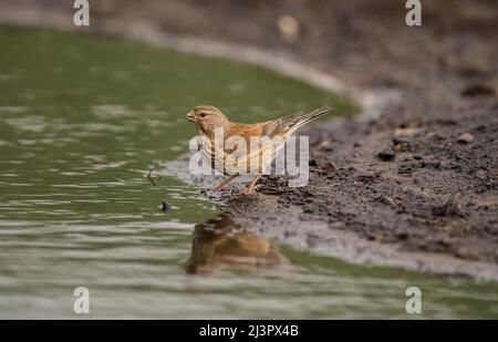 Linnet femelle, perchée sur terre, à côté d'une piscine d'eau, en gros plan, en été Banque D'Images