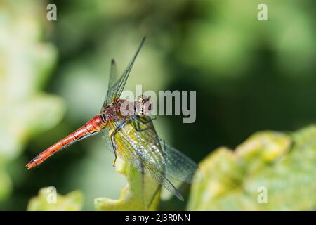 Libellule dard mâle sur une feuille verte avec un fond naturel flou. Sympetrum sanguineum. Gros plan d'un bel insecte aquatique avec ailes étalées. Banque D'Images