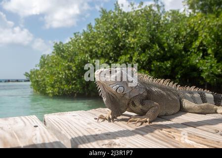 Un iguana profitant du soleil chaud d'Aruban sur un quai dans la mer des Caraïbes. Banque D'Images