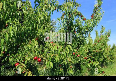 Brindilles de pêche au soleil portant des fruits mûrs. Banque D'Images