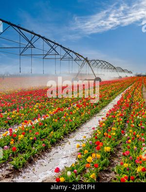 Vue verticale d'un pivot d'irrigation arroser un champ de tulipe. Banque D'Images