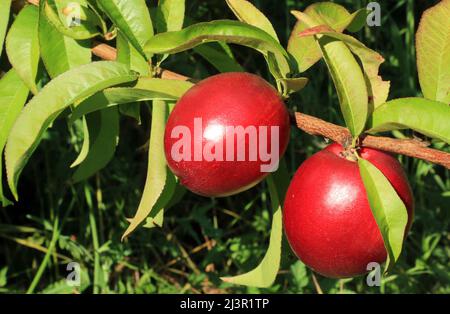 Brindilles de pêche au soleil portant des fruits mûrs. Banque D'Images