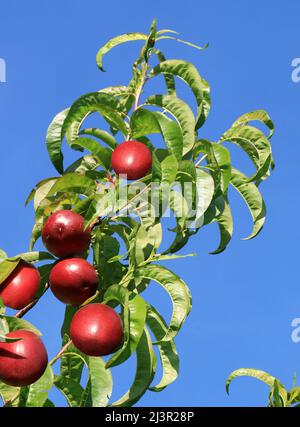 Brindilles de pêche au soleil portant des fruits mûrs. Banque D'Images