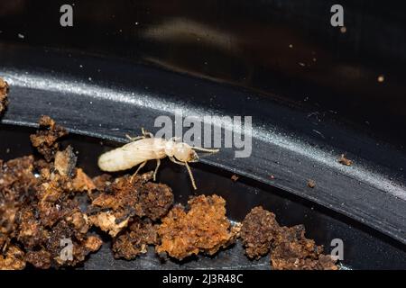 Termite subaranéenne de l'est - Réticulitermes flavipes Banque D'Images