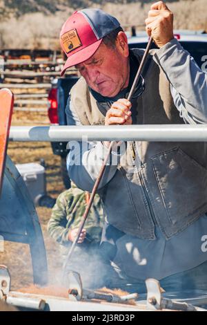Propriétaire de ranch de cinquième génération Art Hutchinson marque le jeune veau dans la pousse de compression; événement de marque de printemps sur le Hutchinson Ranch près de Salida; Colorado; U Banque D'Images