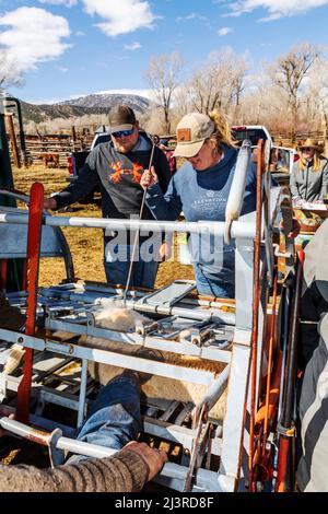 La cowgirl et propriétaire de ranch de sixième génération Abby Hutchinson ; marque un veau tenu dans une pousse de compression sur le Hutchinson Ranch près de Salida: Colorado; États-Unis Banque D'Images