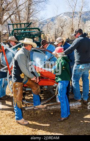 La cowgirl et propriétaire de ranch de sixième génération Abby Hutchinson ; marque un veau tenu dans une pousse de compression sur le Hutchinson Ranch près de Salida: Colorado; États-Unis Banque D'Images