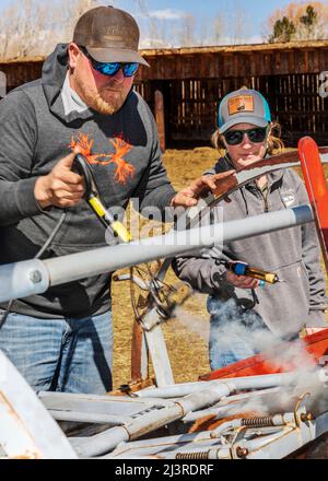Cowboys marque jeune veau dans la pousse de squeeze; événement de marque de printemps sur le Hutchinson Ranch près de Salida: Colorado; USA Banque D'Images