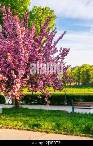 banc et arbre sakura en fleur. magnifique paysage urbain au début de la matinée au printemps. rive de kiev à uzhgorod, ukraine. quelques nuages sur le ciel Banque D'Images