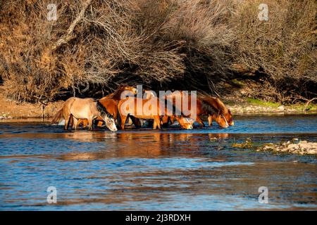 Les chevaux sauvages historiques de Salt River à Salt River Arizona, États-Unis Banque D'Images