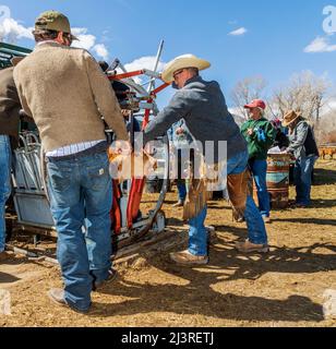 Cowboys marque jeune veau dans la pousse de squeeze; événement de marque de printemps sur le Hutchinson Ranch près de Salida: Colorado; USA Banque D'Images