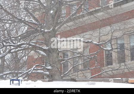 Scène hivernale enneigée du campus de l'Université Harvard à Cambridge, Massachusetts, avec des bâtiments architecturaux historiques pendant une tempête de neige hivernale. Banque D'Images