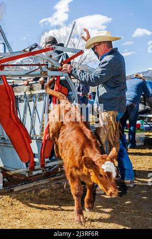 La cowgirl et propriétaire de ranch de sixième génération Abby Hutchinson ; marque un veau tenu dans une pousse de compression sur le Hutchinson Ranch près de Salida: Colorado; États-Unis Banque D'Images