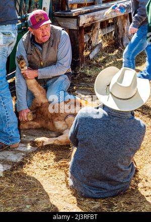 Cowboys lutte de veau à terre pour la marque de printemps sur le Hutchinson Ranch près de Salida: Colorado; USA Banque D'Images