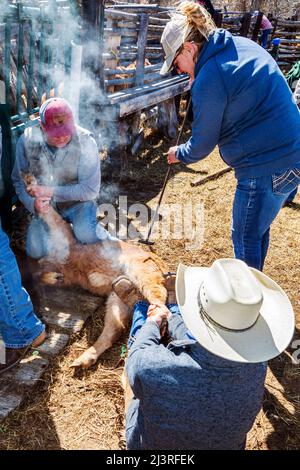 Cowgirl et propriétaire de ranch de sixième génération Abby Hutchinson ; marque un veau sur le Hutchinson Ranch près de Salida : Colorado ; États-Unis Banque D'Images