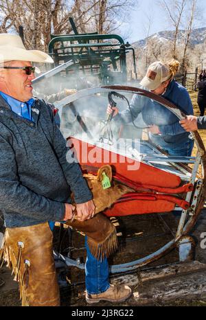 La cowgirl et propriétaire de ranch de sixième génération Abby Hutchinson ; marque un veau tenu dans une pousse de compression sur le Hutchinson Ranch près de Salida: Colorado; États-Unis Banque D'Images