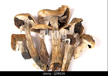 Champignons magiques séchés (psilocybe cubensis) isolés sur fond blanc Banque D'Images