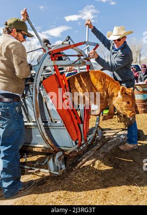 Cowboys marque jeune veau dans la pousse de squeeze; événement de marque de printemps sur le Hutchinson Ranch près de Salida: Colorado; USA Banque D'Images
