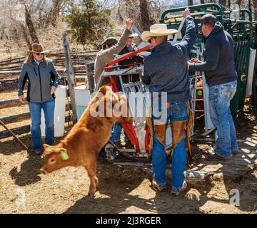 Cowboys marque jeune veau dans la pousse de squeeze; événement de marque de printemps sur le Hutchinson Ranch près de Salida: Colorado; USA Banque D'Images