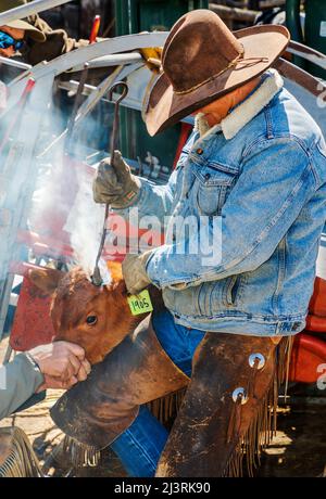 Jeune veau en pousse de compression; événement de marque de printemps sur le Hutchinson Ranch près de Salida: Colorado; USA Banque D'Images