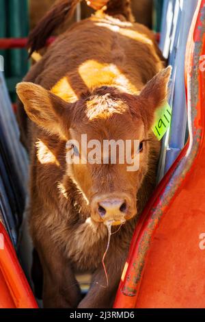 Jeune veau en pousse de compression; événement de marque de printemps sur le Hutchinson Ranch près de Salida: Colorado; USA Banque D'Images