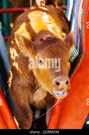 Jeune veau en pousse de compression; événement de marque de printemps sur le Hutchinson Ranch près de Salida: Colorado; USA Banque D'Images